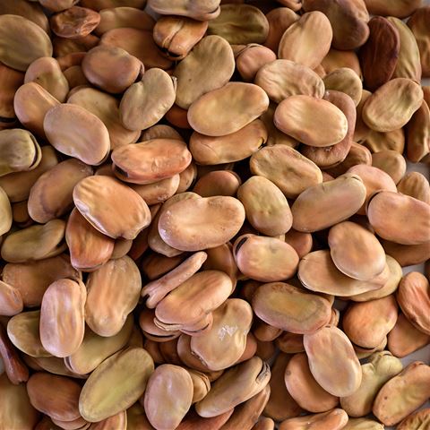 Sardinian Dried Fava Beans