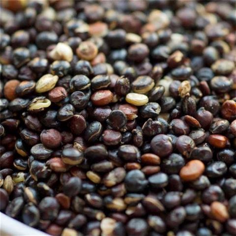 Organic Fair-Trade Black Quinoa