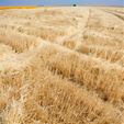 Amber Waves of Grain - Article