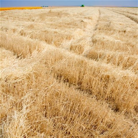 Amber Waves of Grain - Article