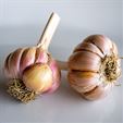 Spanish Roja Organic Garlic