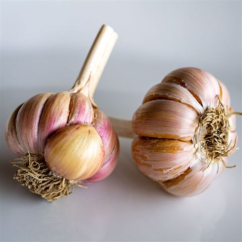 Spanish Roja Organic Garlic