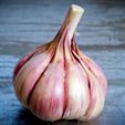 Persian Star Organic Garlic