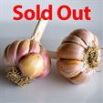 Spanish Roja Organic Garlic