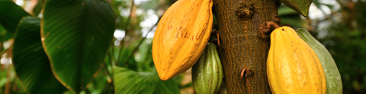 Made-at-Origin Chocolate: Authentic Bars Crafted Where Cacao Grows