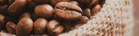 Geisha Coffee Guide: Flavor, History, Processing & Why It’s So Expensive