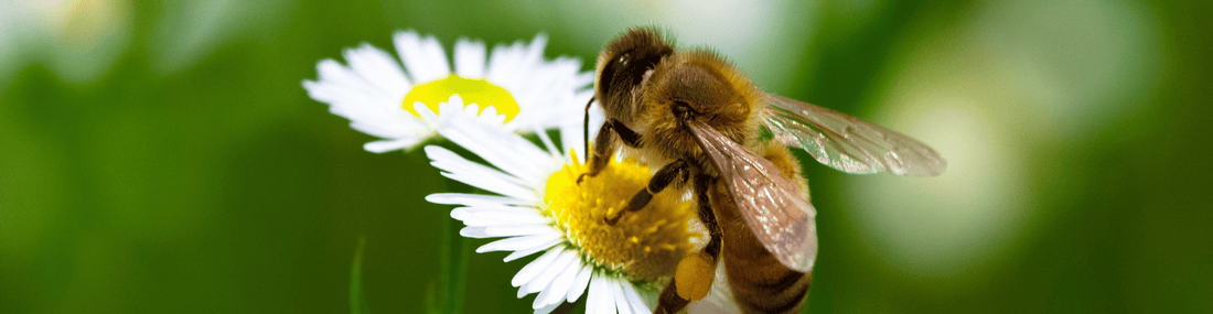 The ABCs of Bees and How Real Honey Is Made