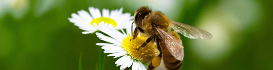 The ABCs of Bees and How Real Honey Is Made