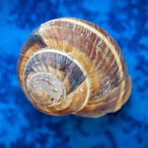Escargot