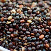 Quinoa