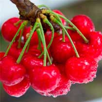CHERRIES