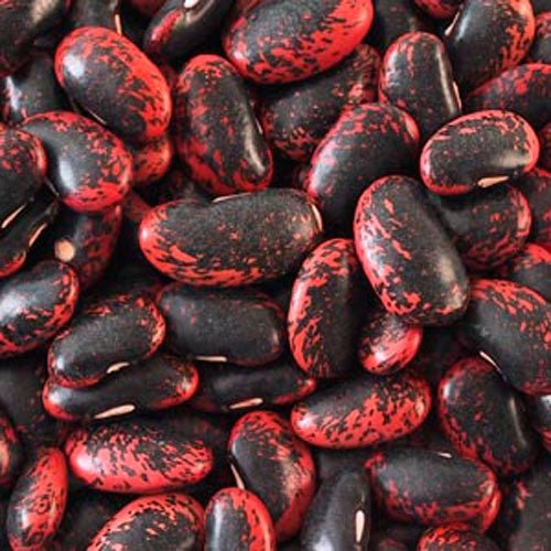Scarlet Runner Beans - Dried