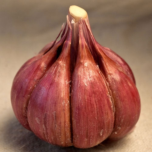 Purple Glazer Organic Garlic