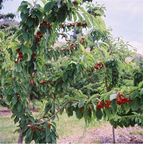 Fresh Sweetheart Cherries - 5 pound box