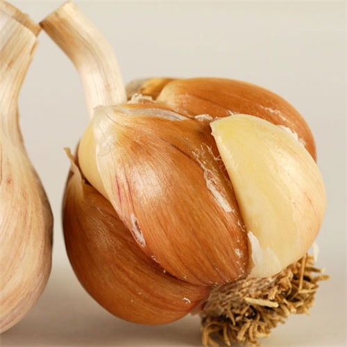 Spanish Roja Organic Garlic