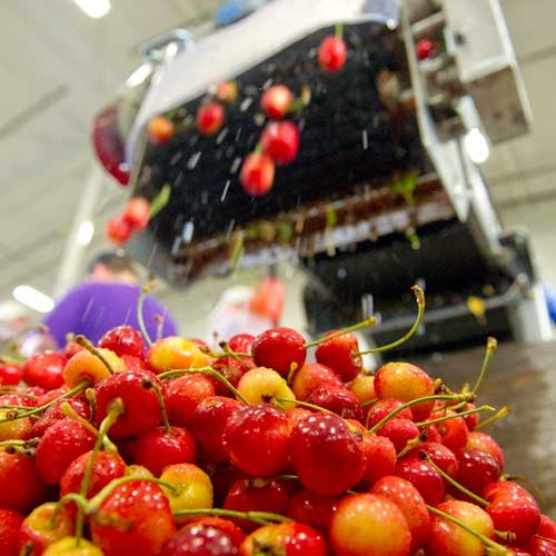 Early Robin Cherries - 4 pound box