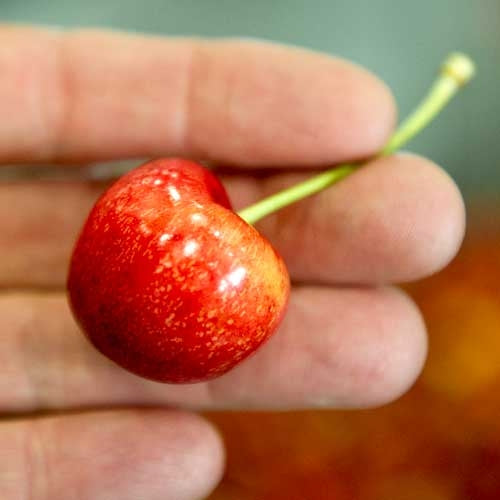 Early Robin Cherries - 8 pound box