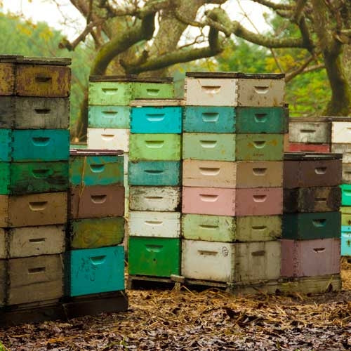 Tales From the Hives - Article