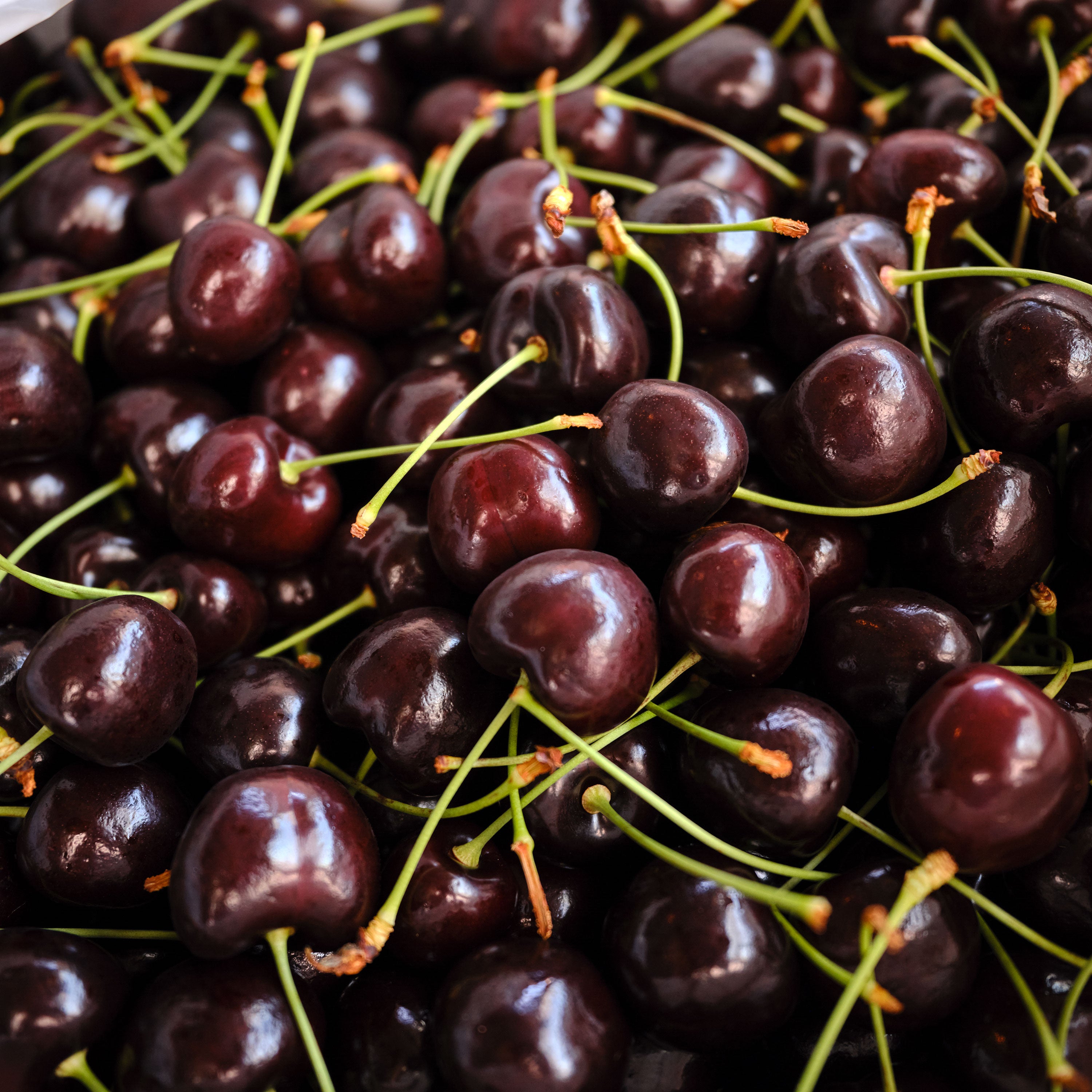 WASHINGTON GROWN Black Pearl Cherries with green stems