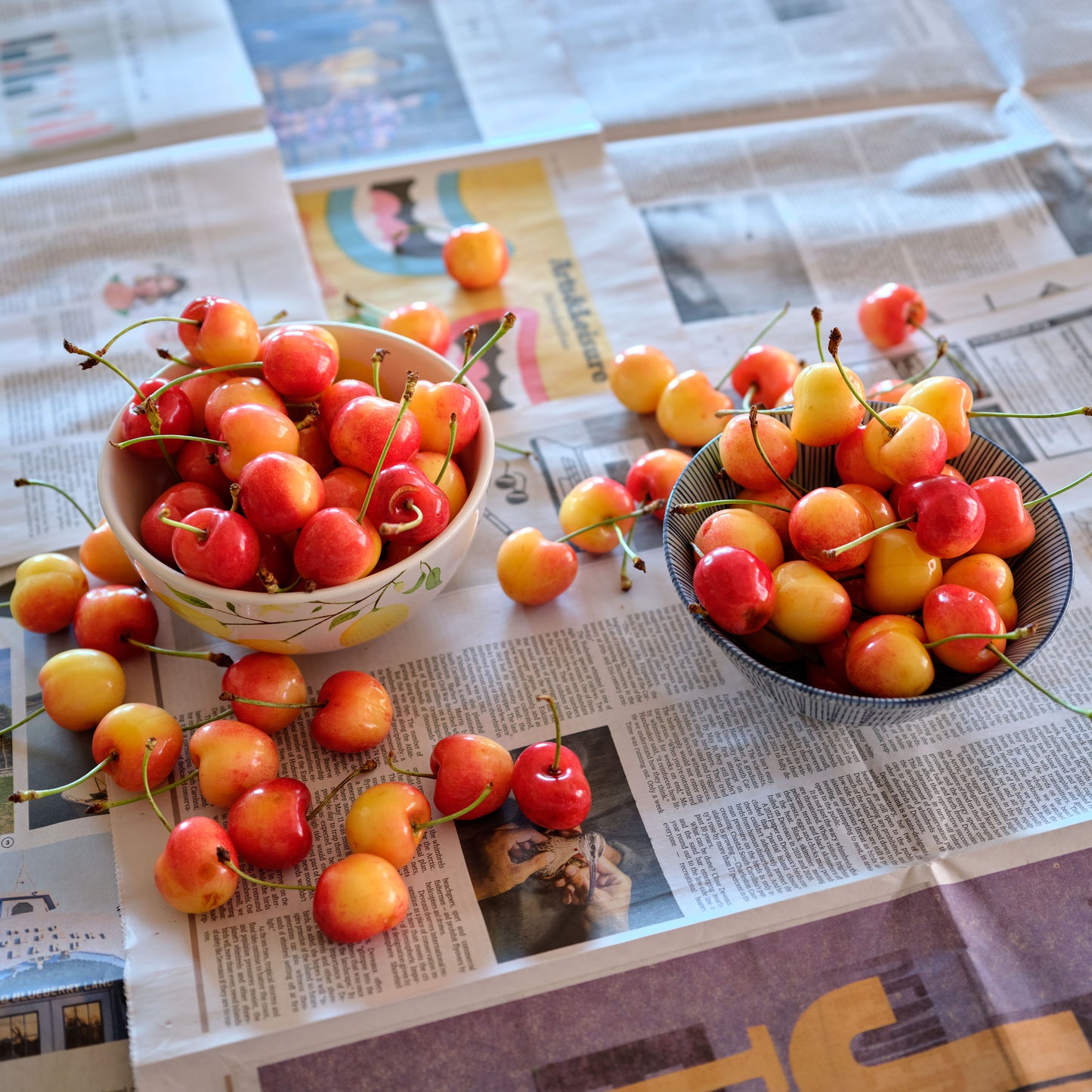 Fresh Early Robin Cherries