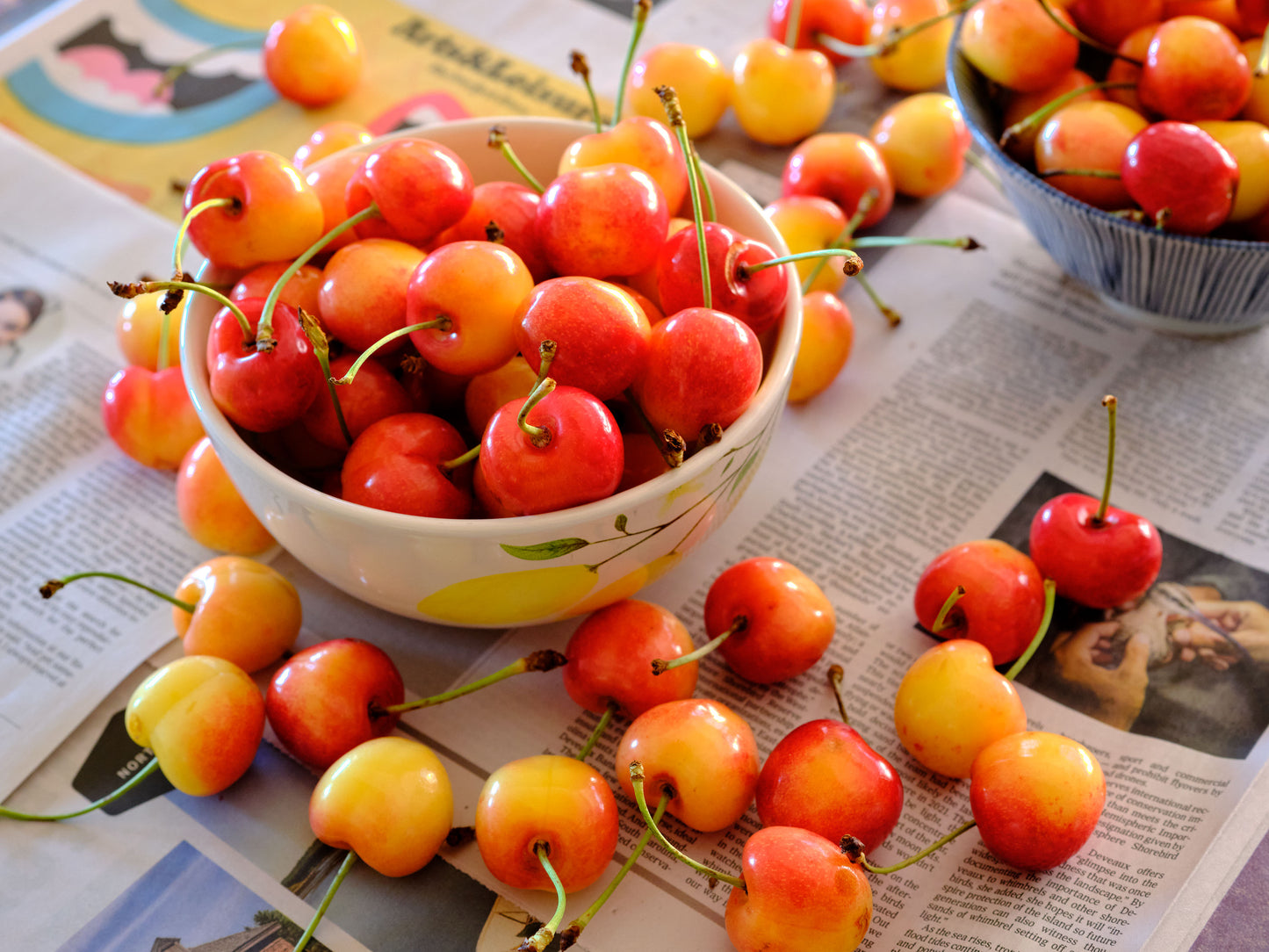 Fresh Early Robin Cherries