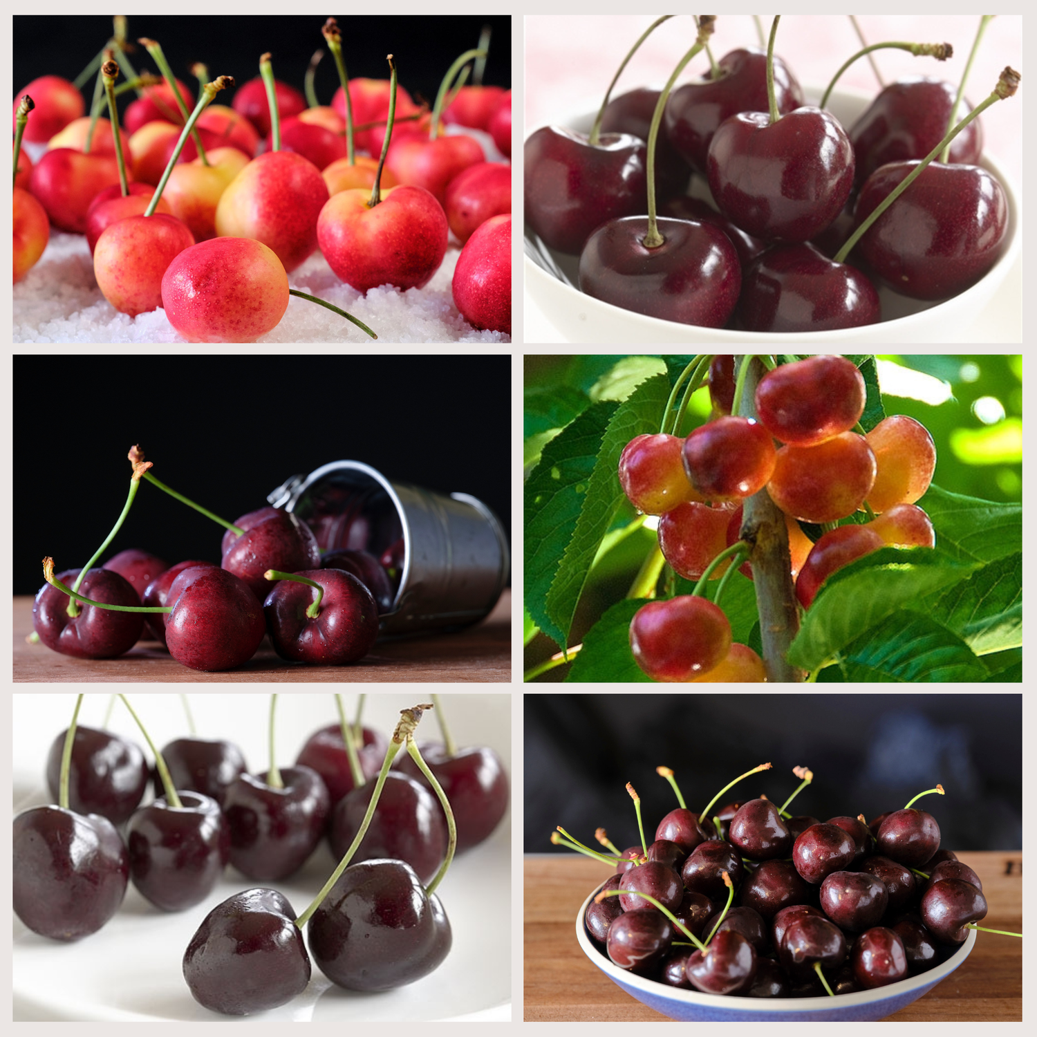 Early Robin, Bing, Black Pearl, Rainier, Lapin, Sweetheart Collage of cherries in various settings including on ice, in a bowl, and on a branch. ChefShop