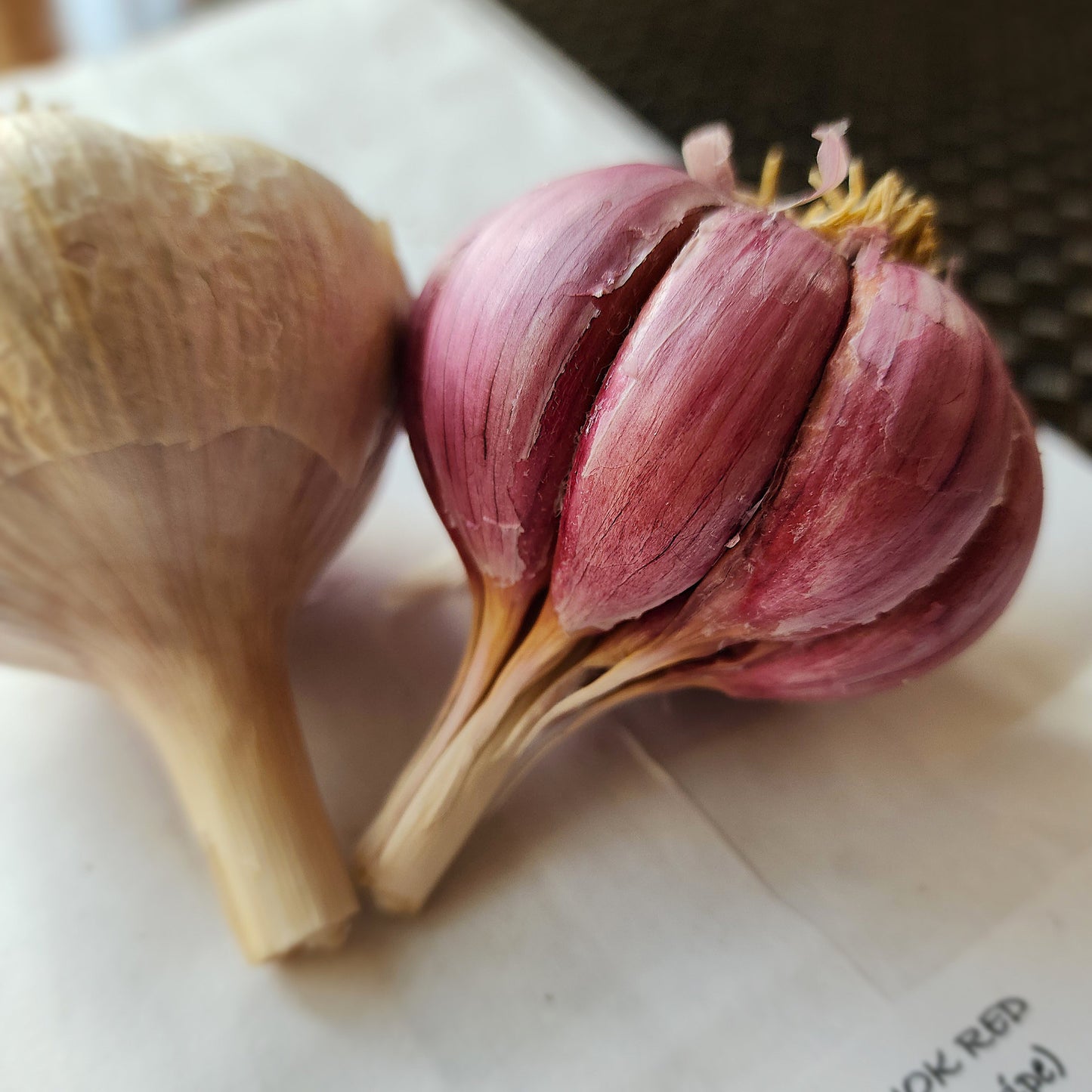 Chesnok Red Organic Hardneck Garlic