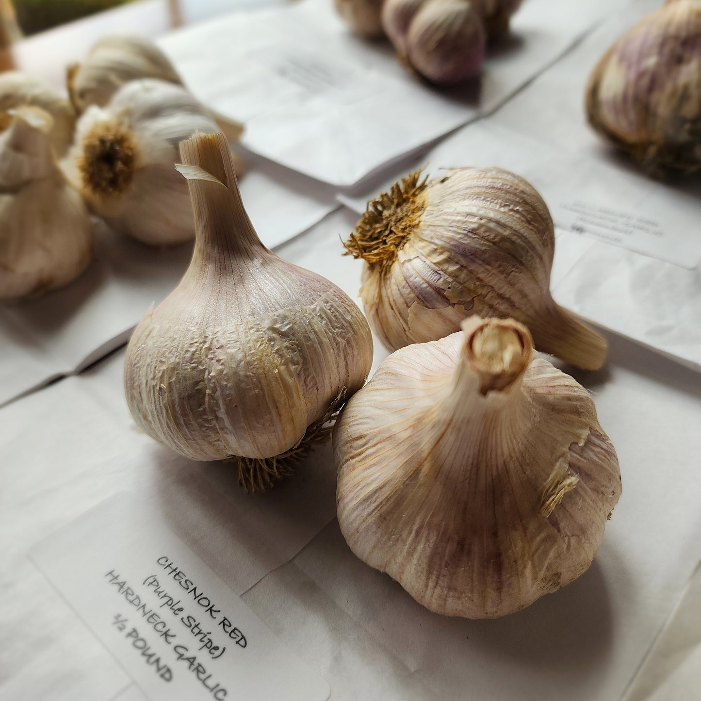 Chesnok Red Organic Hardneck Garlic