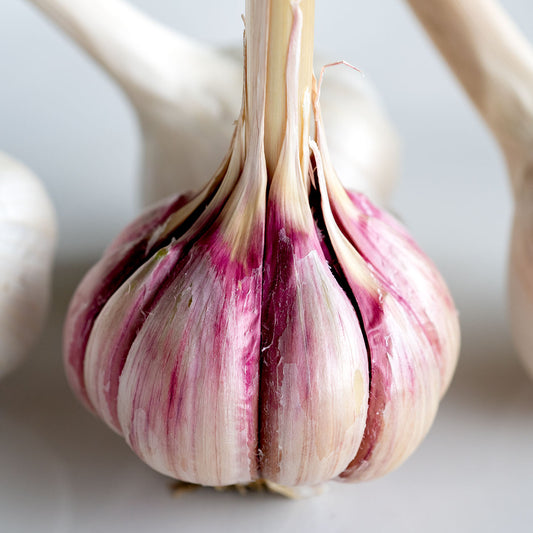 Chesnok Red Organic Garlic