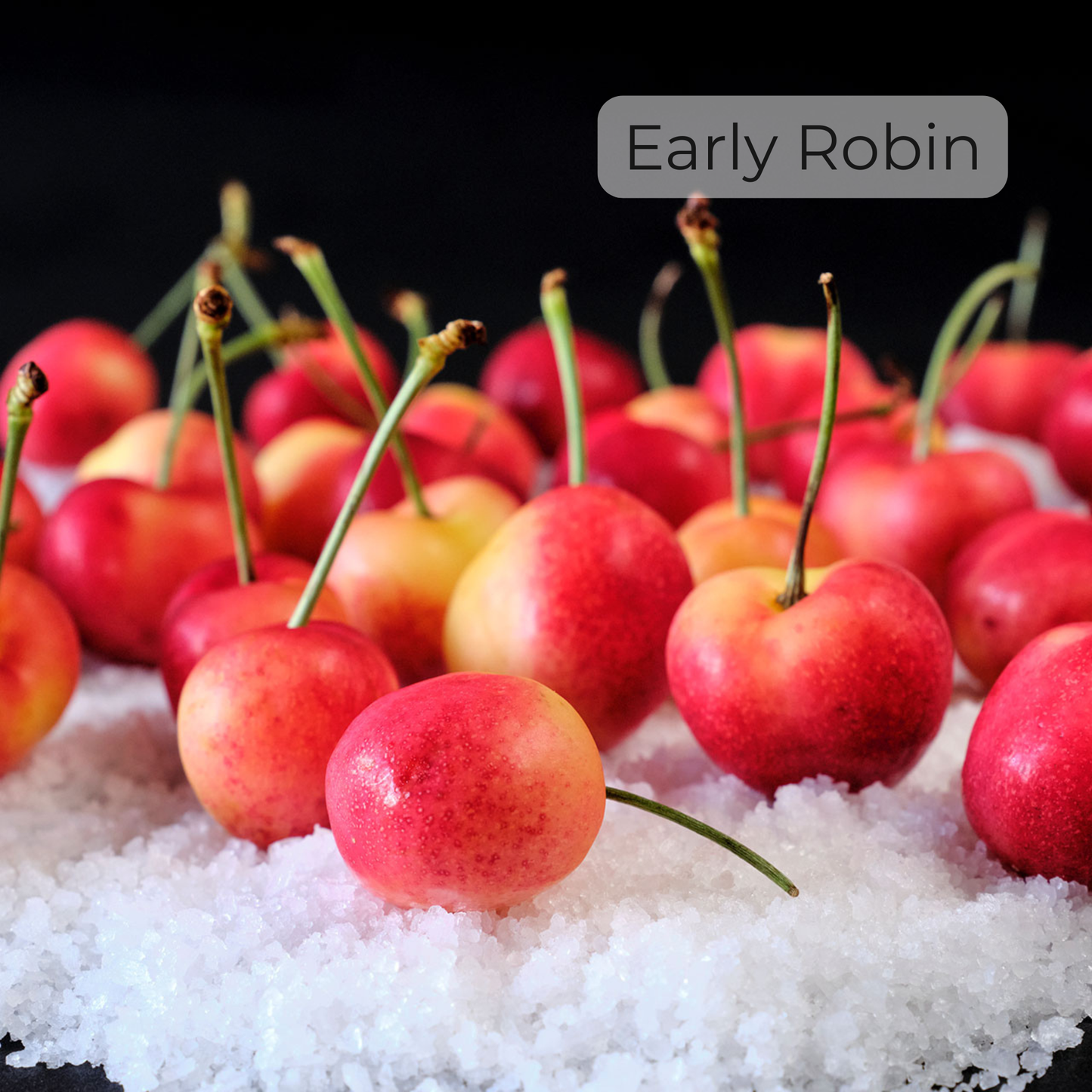 Fresh Cherry Sextet
