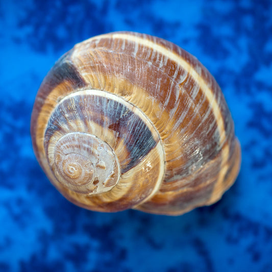 Escargot Shells