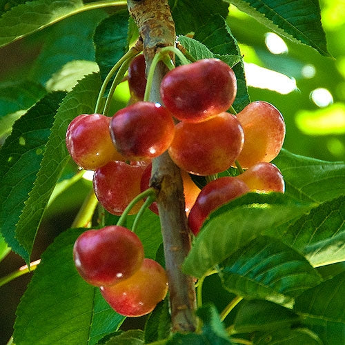 Fresh Rainier Cherries - 4 pound box