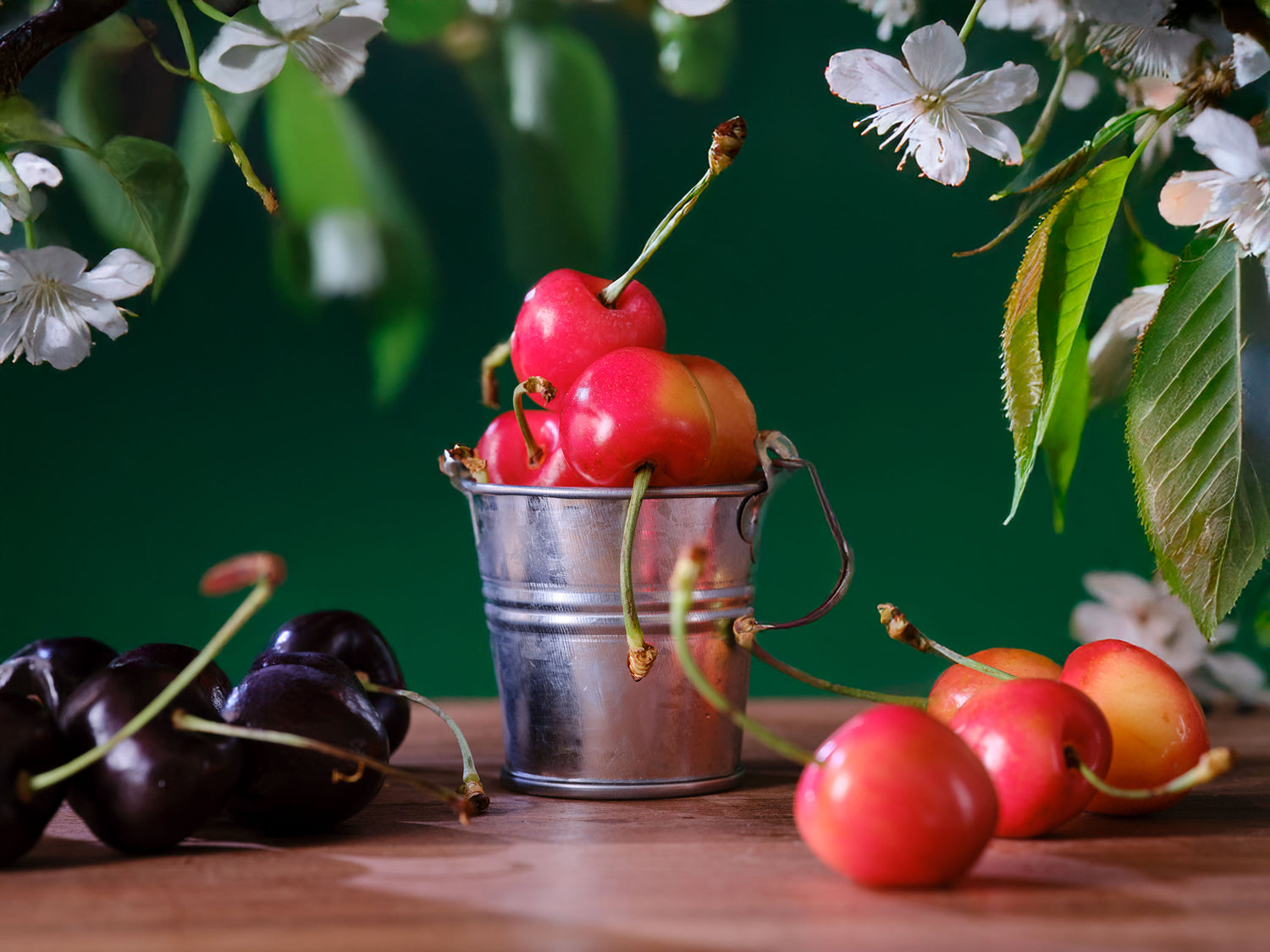 Fresh Rainier Cherries with black pearl cherries