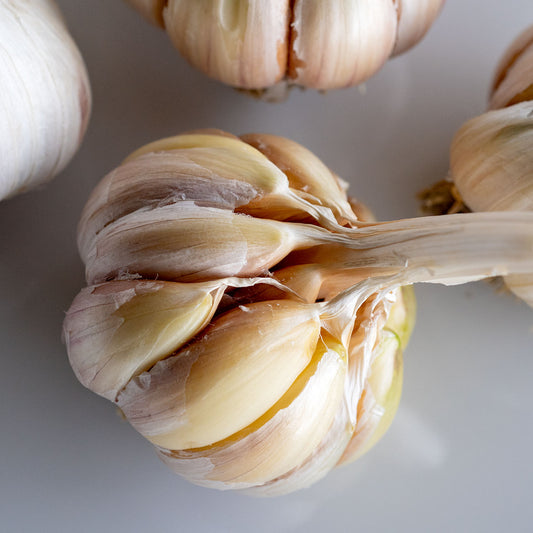 Garden Treasures Farm Organic Garlic
