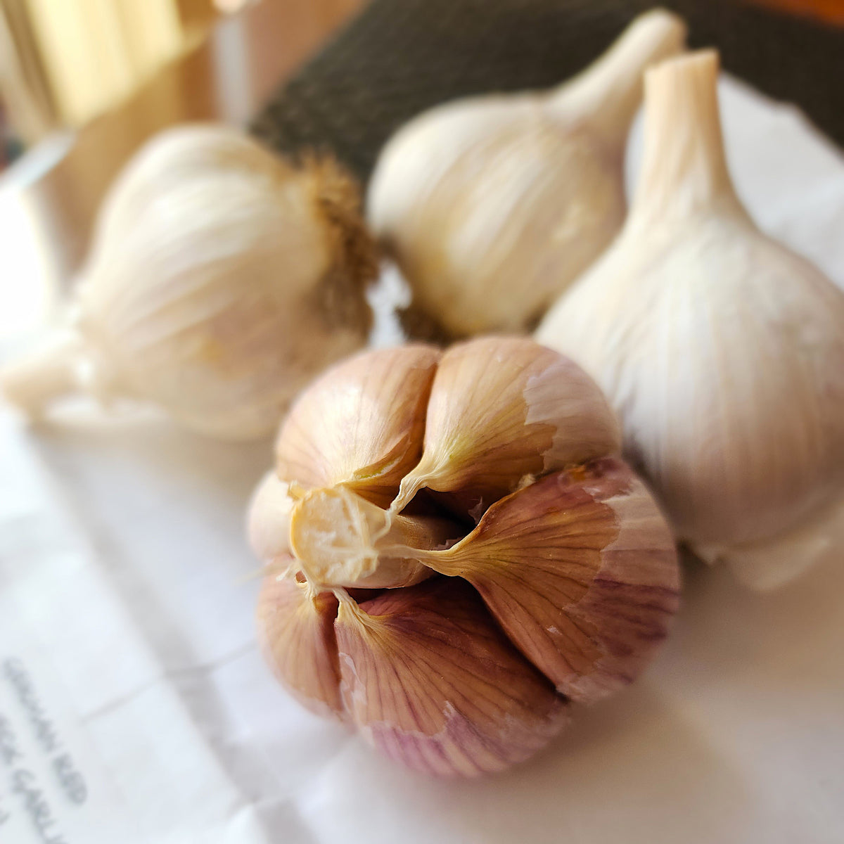 German Red Organic Hardneck Garlic