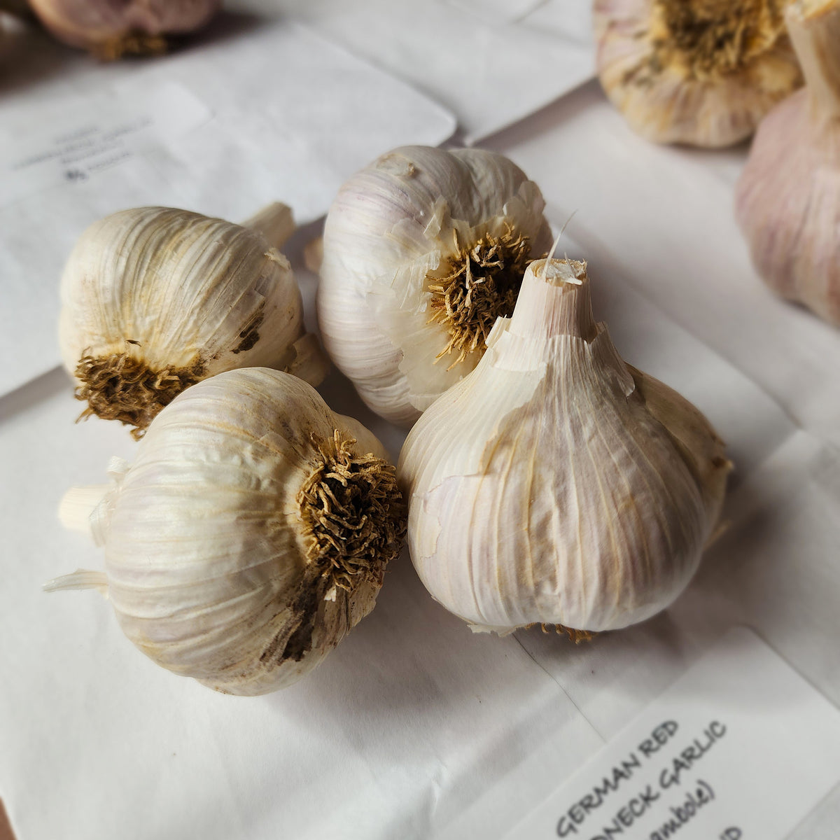 German Red Organic Hardneck Garlic