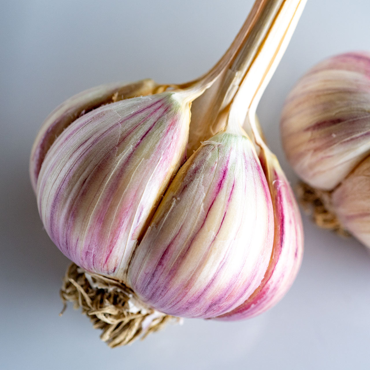 German Red Organic Garlic