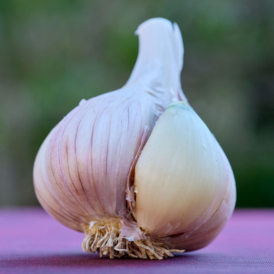 German White Hardneck Garlic - 1/2 pound