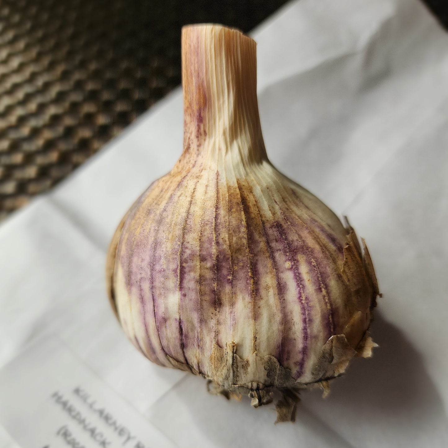 Killarney Red Organic Hardneck Garlic