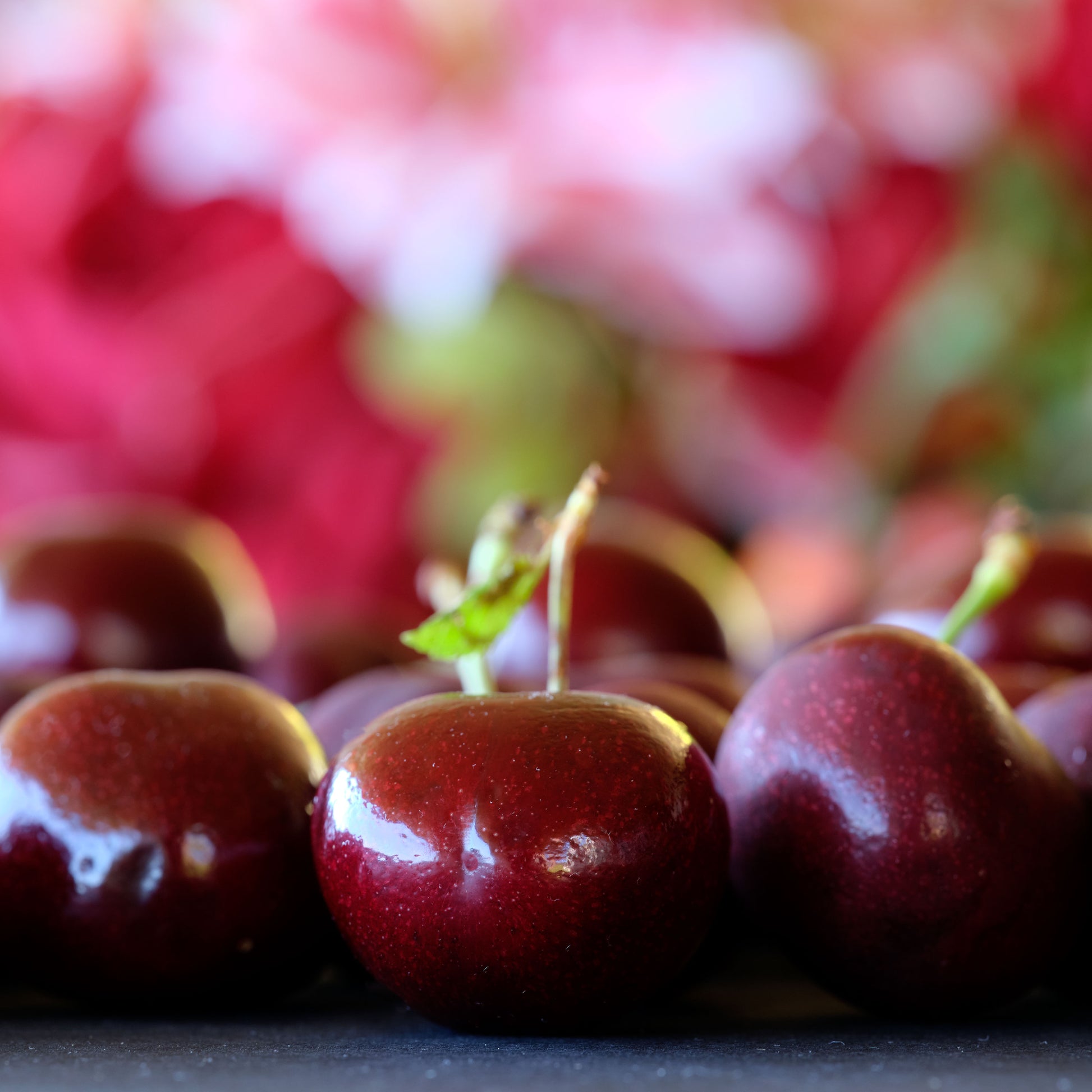 Picked-at-their-Peak Lapin Cherries 