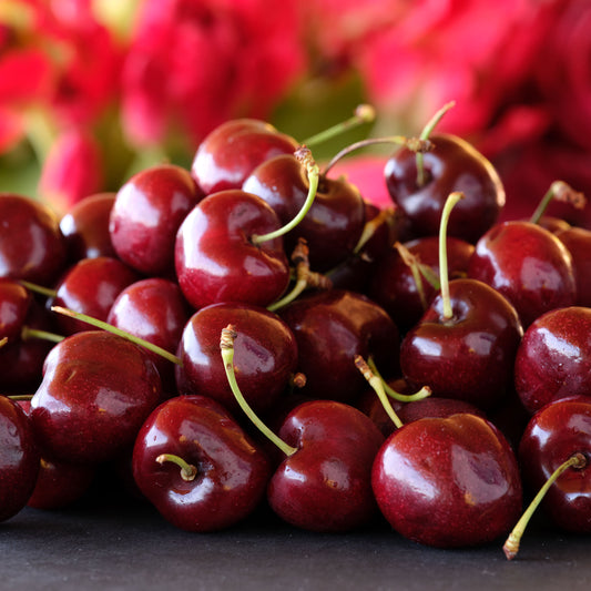 Lapin Cherries 