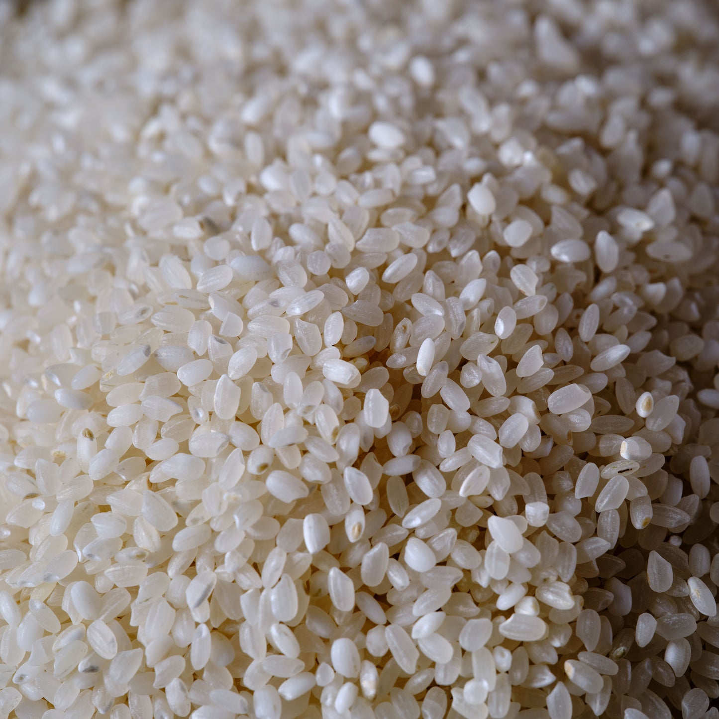Matsuri Koshihikari Premium Short Grain Rice grains