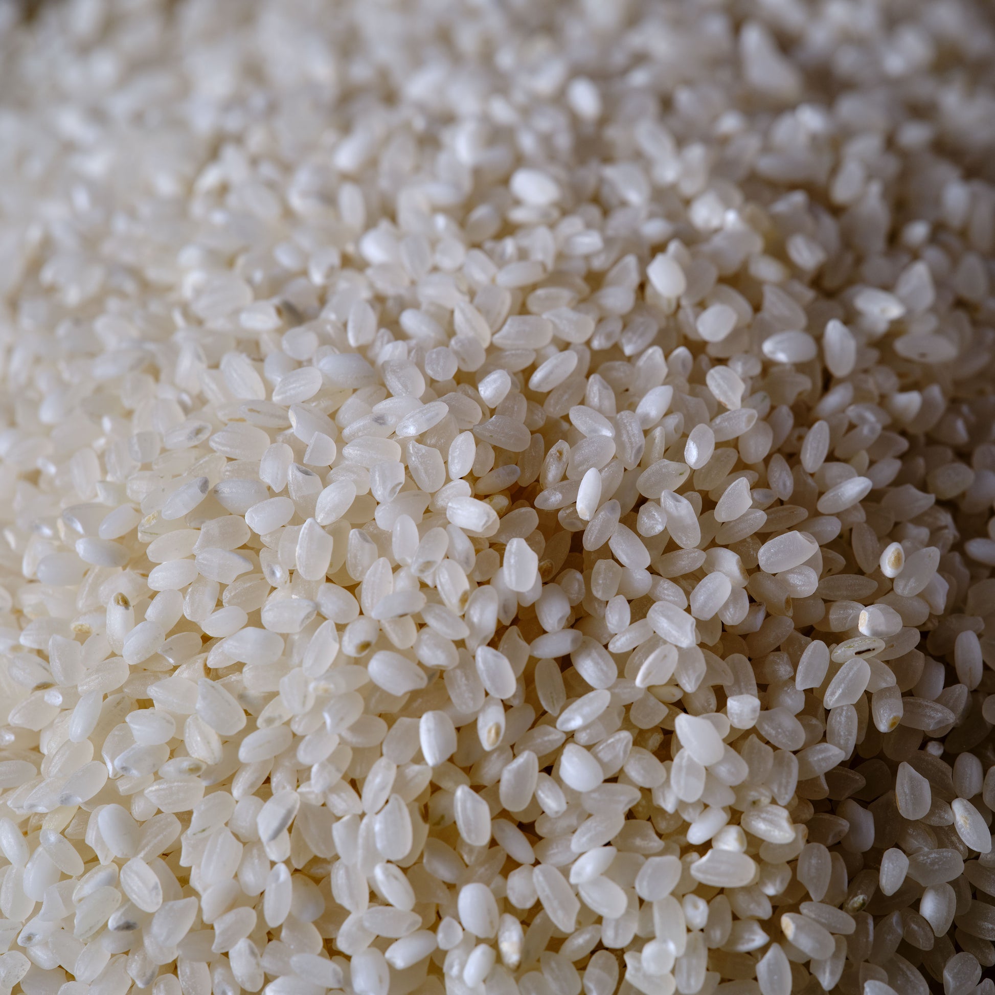 Matsuri Koshihikari Premium Short Grain Rice grains