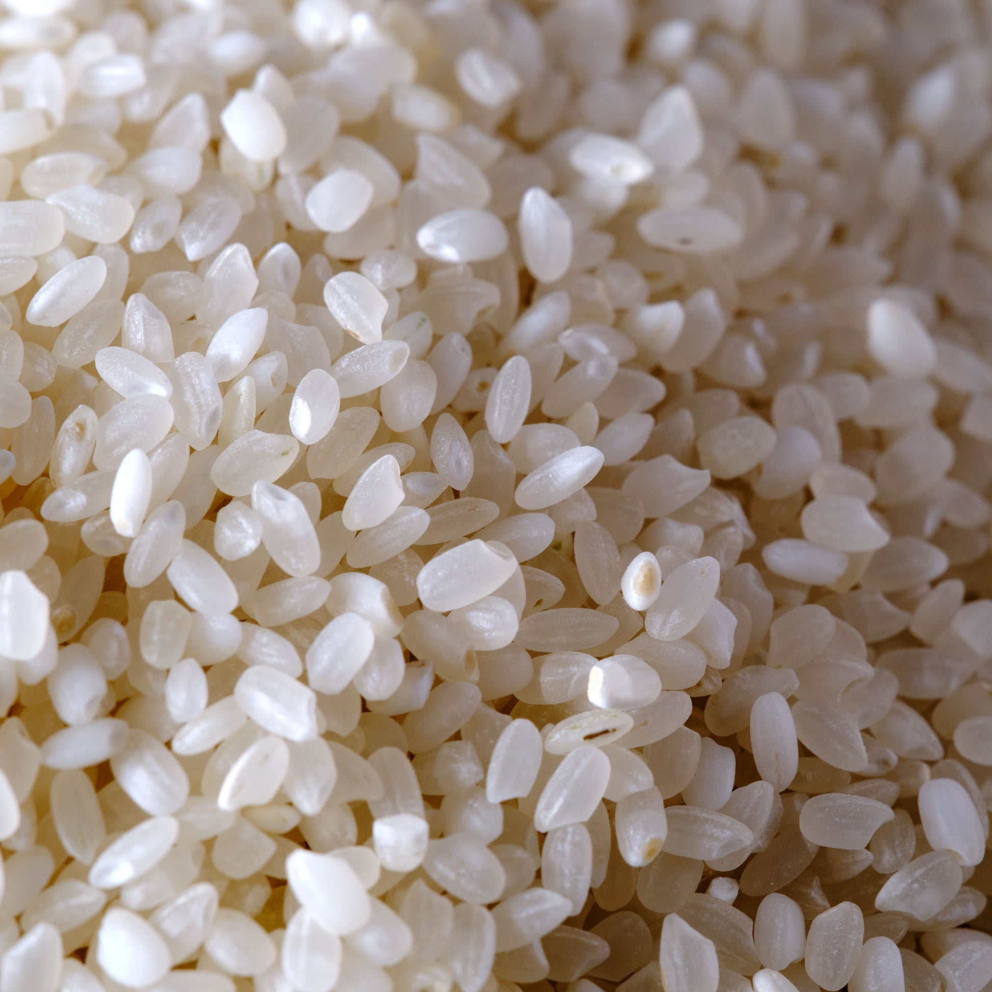Matsuri Koshihikari Premium Short Grain Rice macro