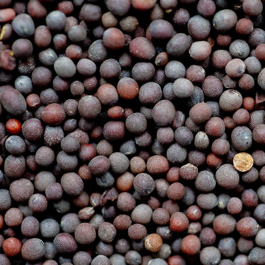Organic Black Mustard Seeds