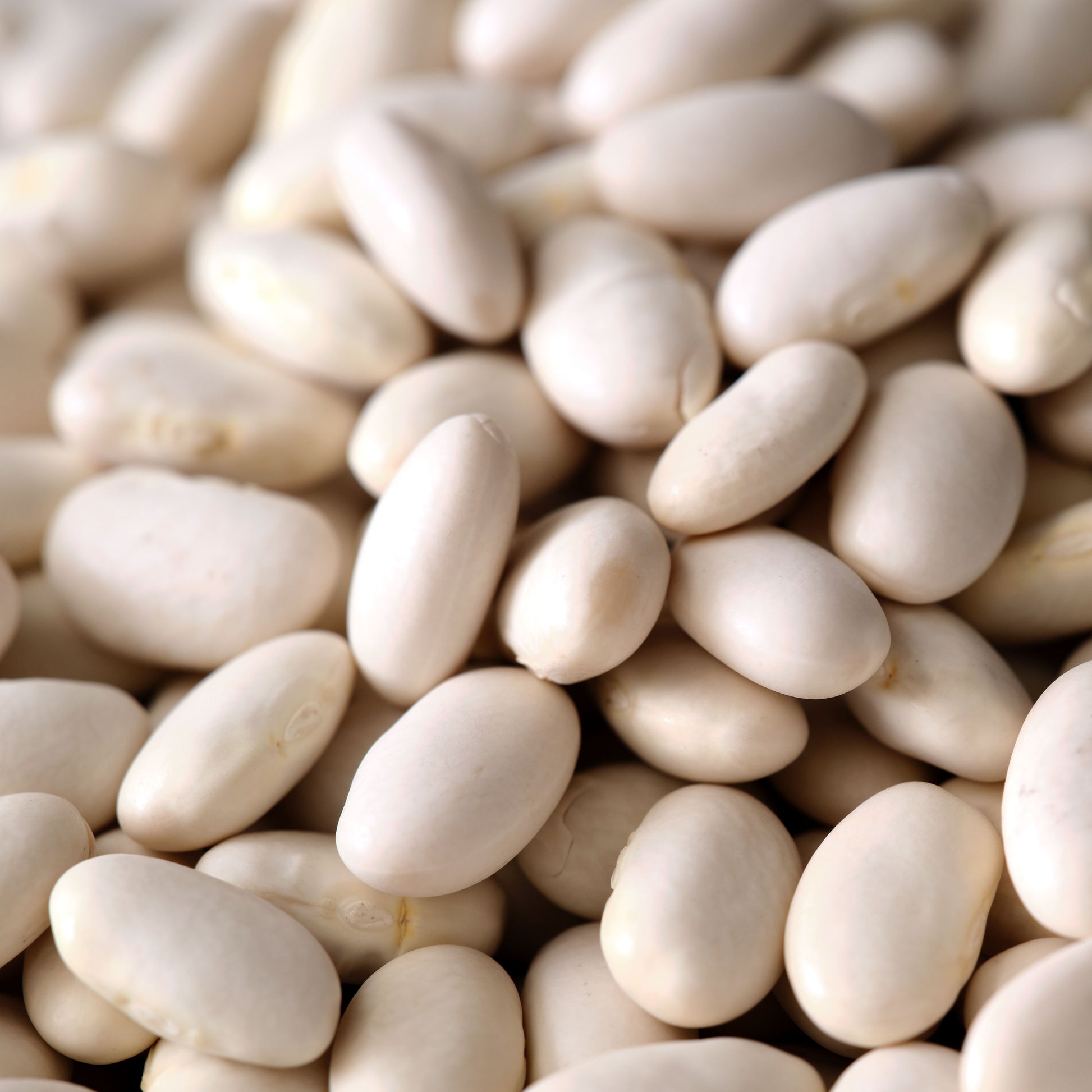 Organic Great Northern Beans - Dried