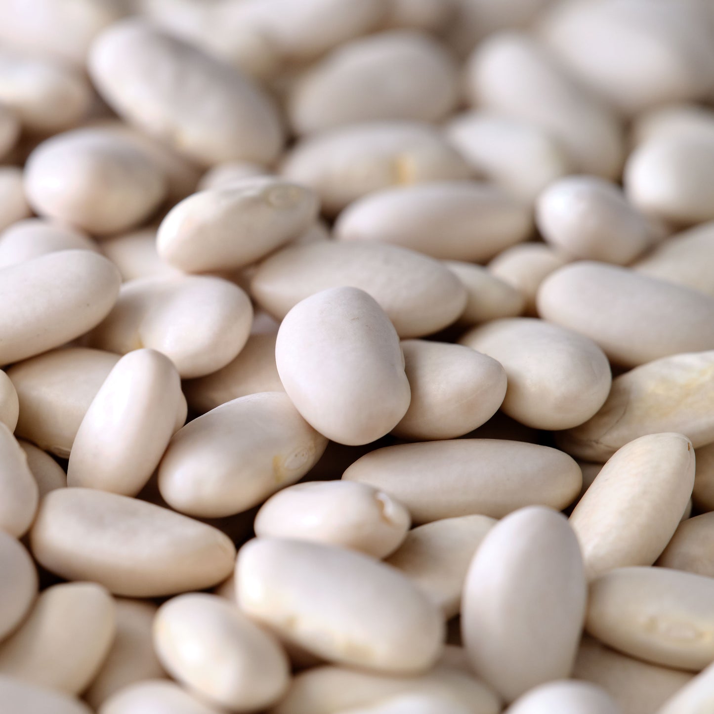 Organic Great Northern Beans - Dried