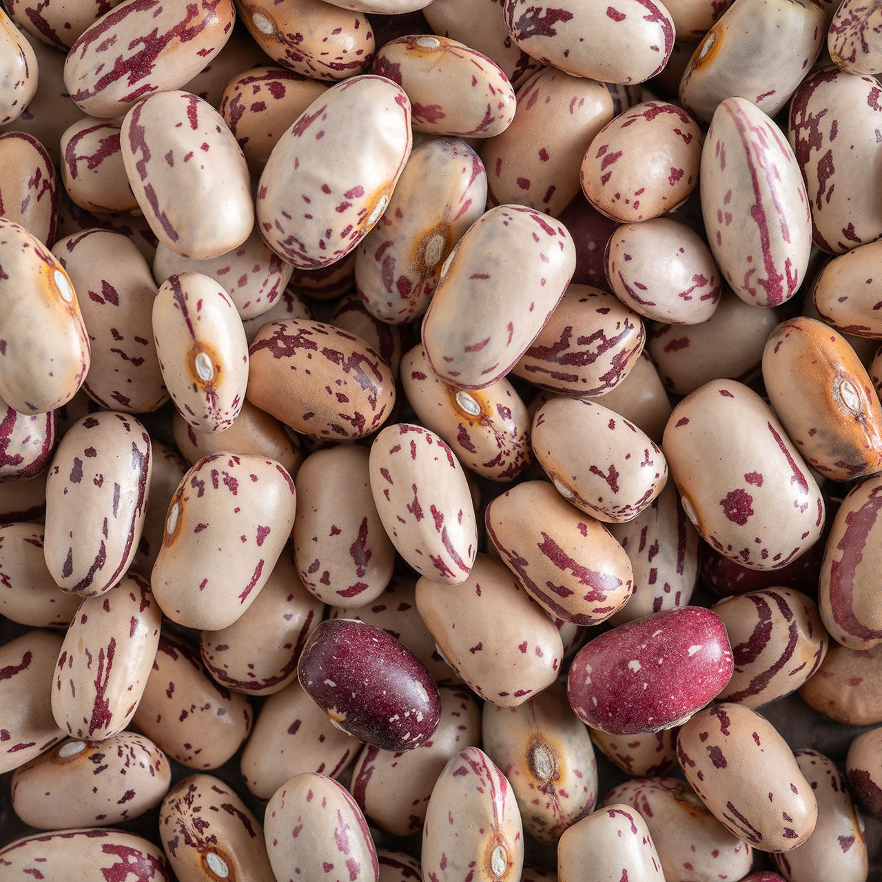 Organic Lina Cisco Bird Egg Beans