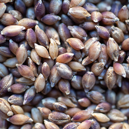 Organic Purple Barley