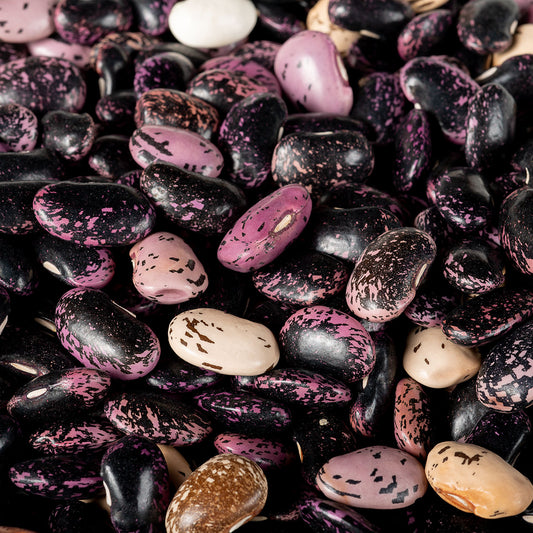 Organic Scarlet Runner Beans - Garden Treasures